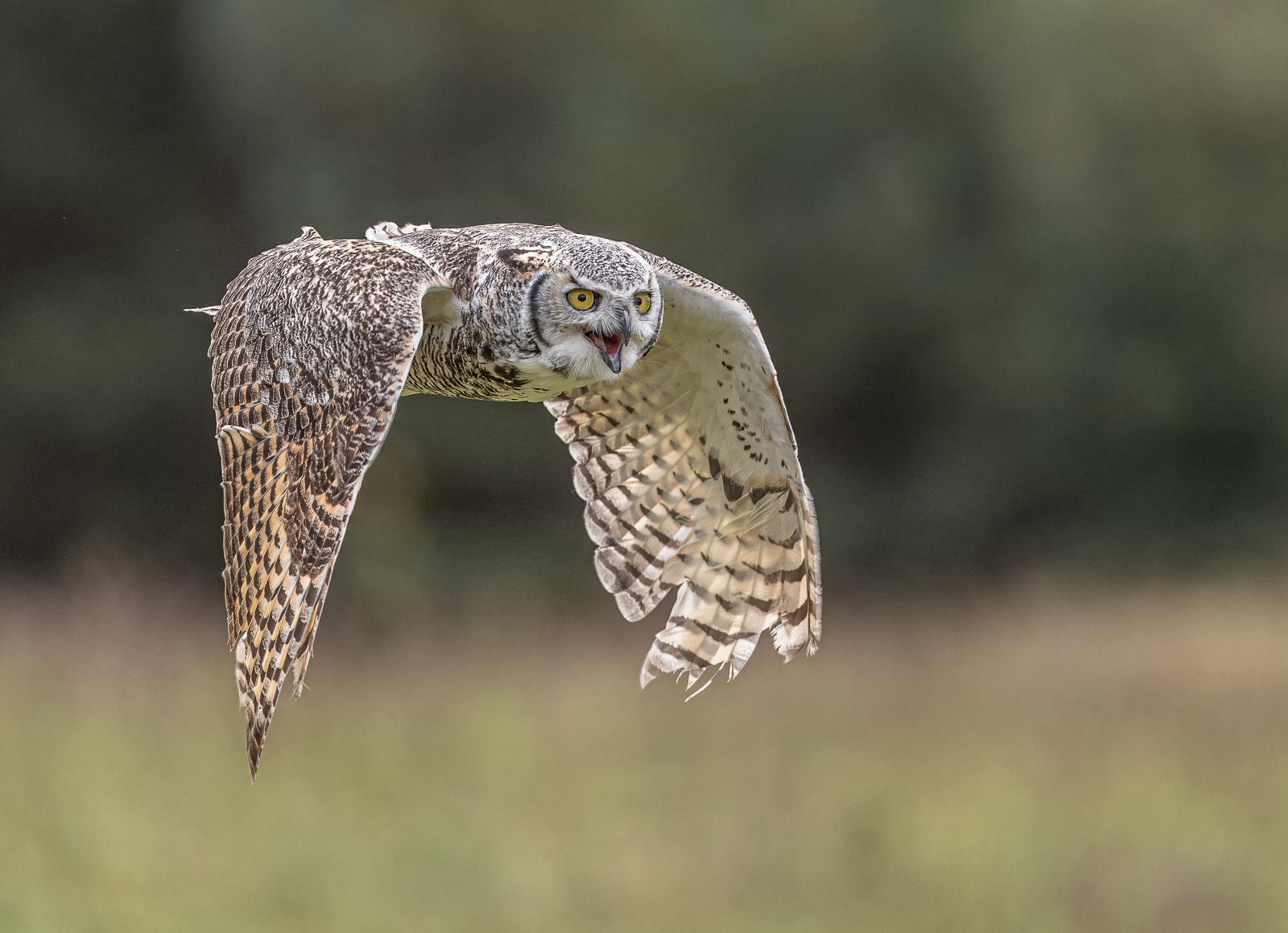 Horned Eared Owl