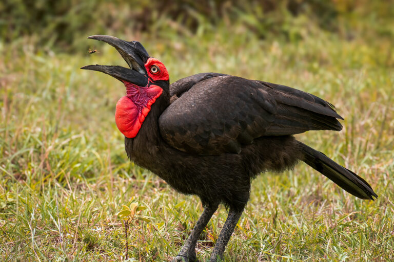 Southern Ground Hornbill Feeding