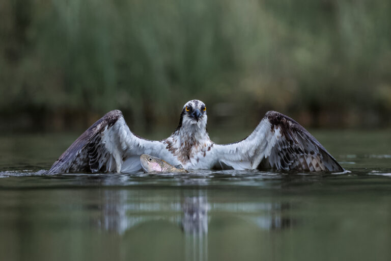 Osprey Catch