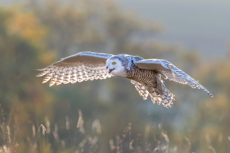 Snowy Owl In Flight